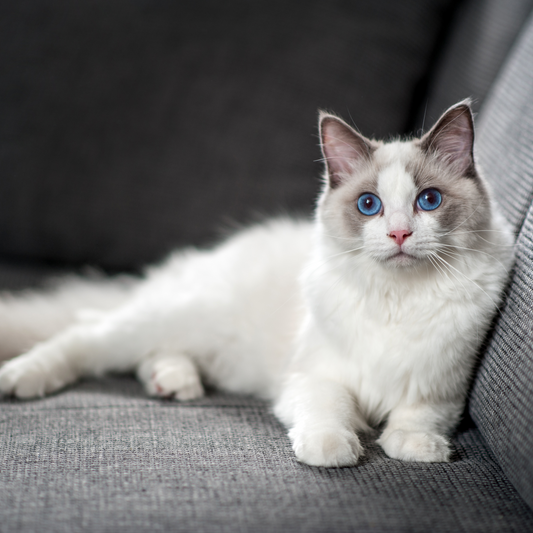 Creating the Perfect Cat Corner in Your Home