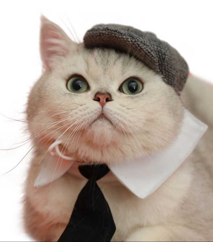 Gentleman Hat Cat Beret