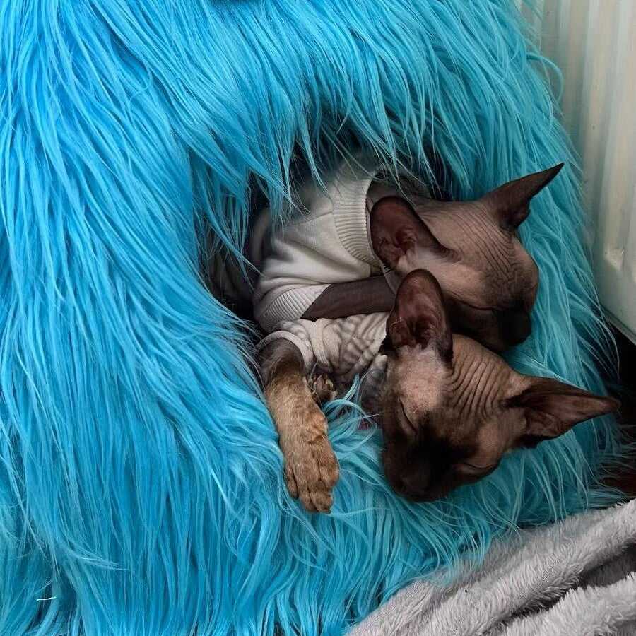 Two Sphynx cats cuddled inside a blue Monster Series Cat Bed, highlighting its cozy and enclosed design for warmth and comfort.