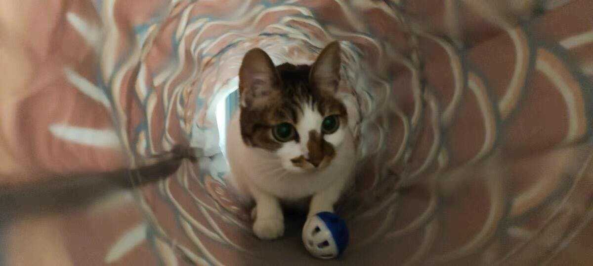 Carp Streamer Cat Tunnel