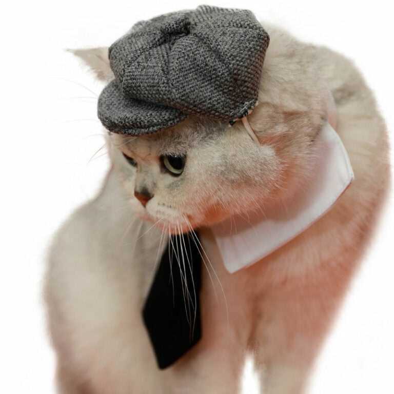 Gentleman Hat Cat Beret