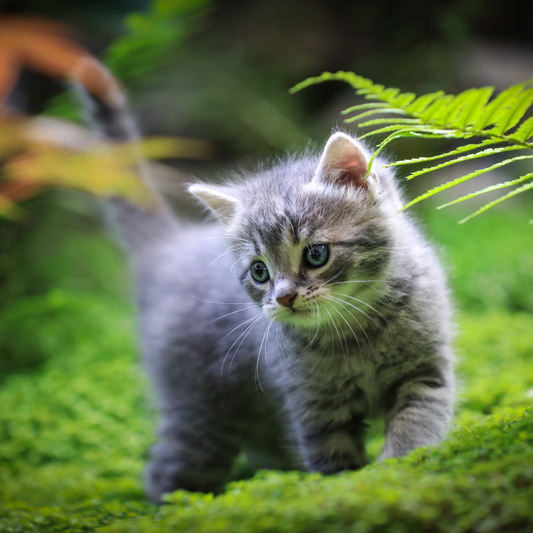 Why Playtime Is Essential for Your Cat's Well-being