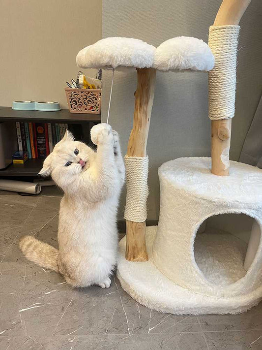 The Ultimate Guide to Cat Scratching Posts: Why Every Cat Needs One