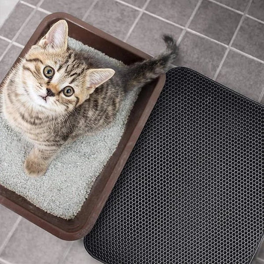 10 Surprising Facts About Cats Every Cat Lover Should Know
