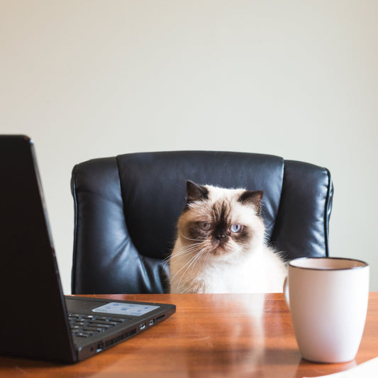 5 Must-Have Cat Products Every Cat Parent Should Own