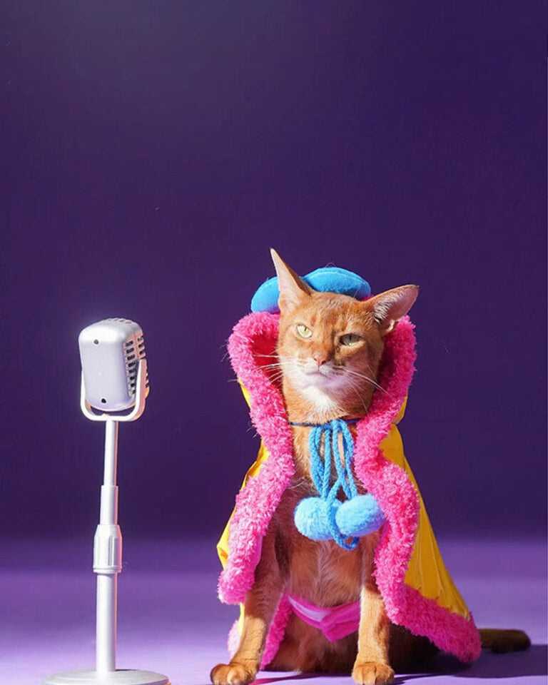 Superstar Cat Capes