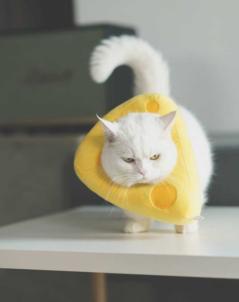 Cheese Cat Cone
