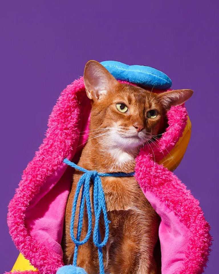 Superstar Cat Capes
