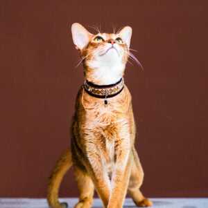Noble Velvet Black Cat Collar