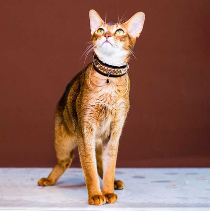 Noble Velvet Black Cat Collar